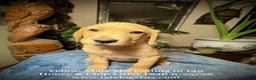 Labrador Retriever dogs for sale: Boy 3 - Ad 1