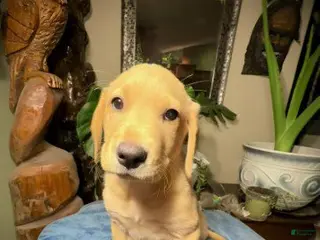 Labrador Retriever dogs Boy 3 - Ad 21