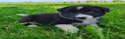 Border Collie dogs for sale: Giligan  - Ad 3