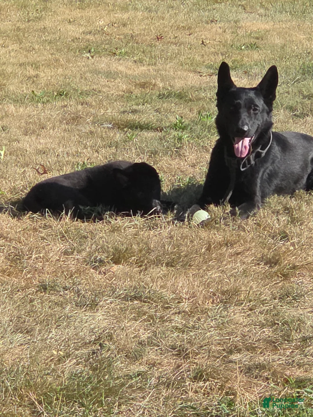 German Shepherd dogs for sale: Storm - Ad 9