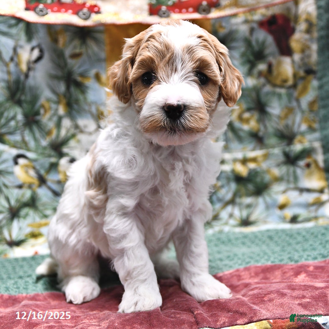 Goldendoodle dogs for sale: Maggie - Ad 4