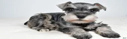 Miniature Schnauzer dogs for sale: Callie - Ad 9