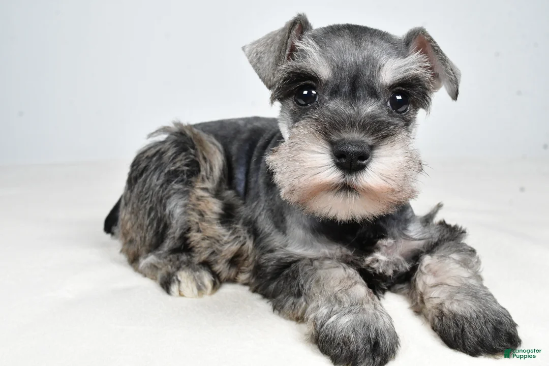 Miniature Schnauzer dogs for sale: Callie - Ad 9