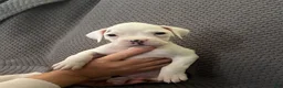 Boxer dogs for sale: Reserved..Sissy  - Ad 2