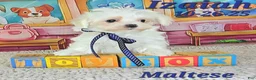 Maltese dogs for sale: Izaiah - Ad 4