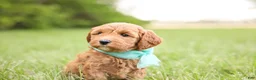 Goldendoodle dogs for sale: Button - Ad 3