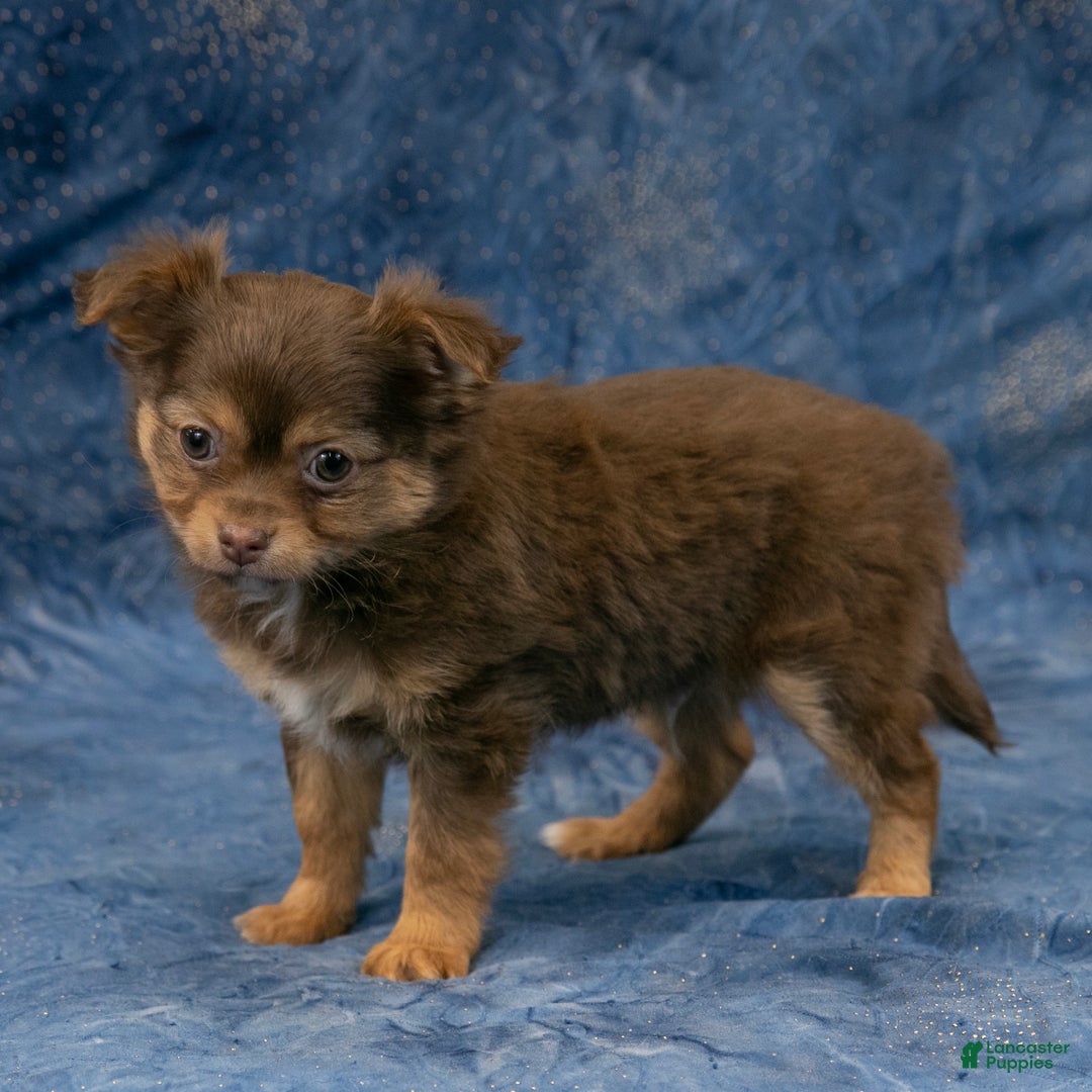 Chihuahua dogs for sale: Alex - Ad 6