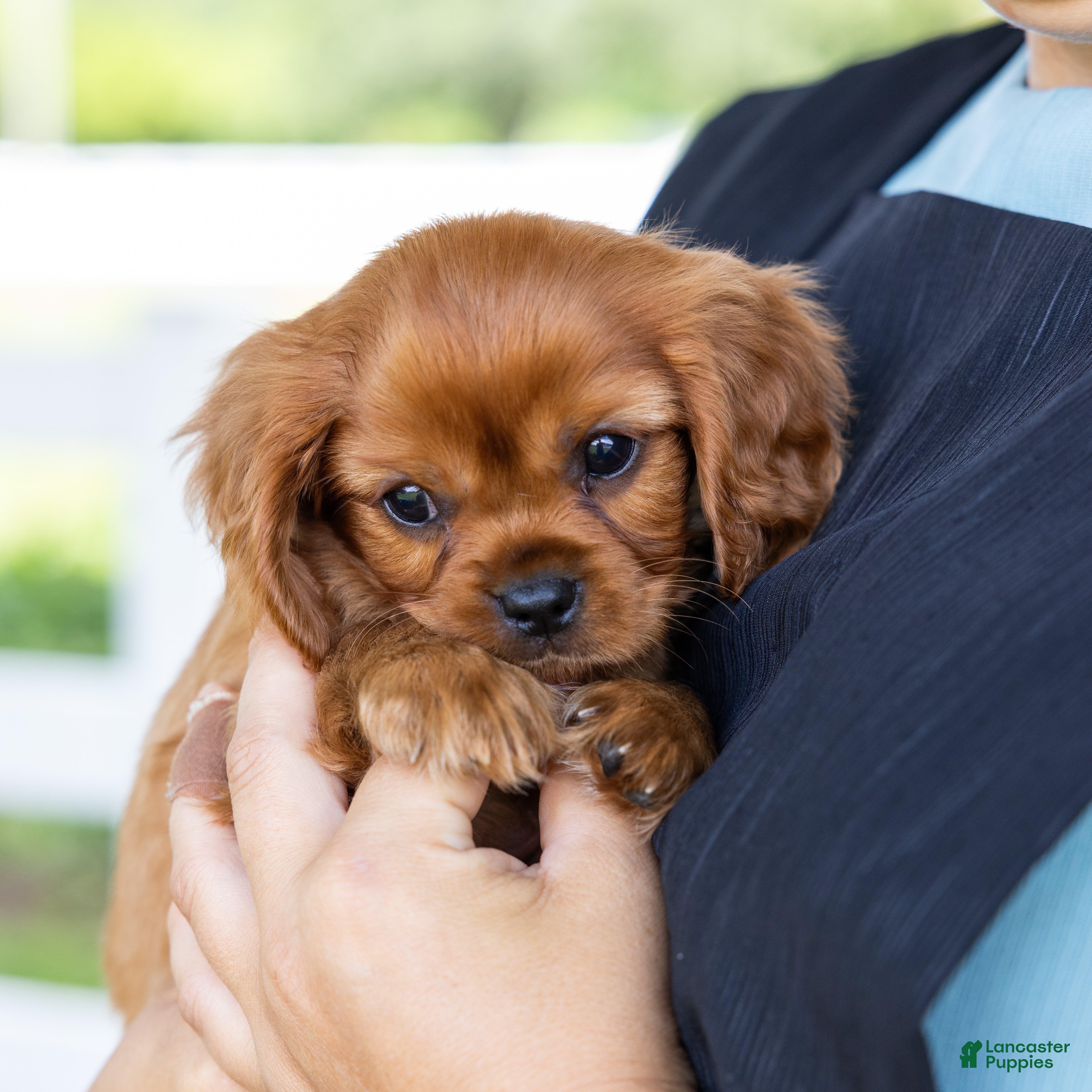 Cavalier King Charles Spaniel dogs Porky - Ad 1