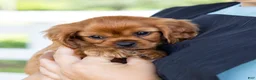 Cavalier King Charles Spaniel dogs for sale: Porky - Ad 5