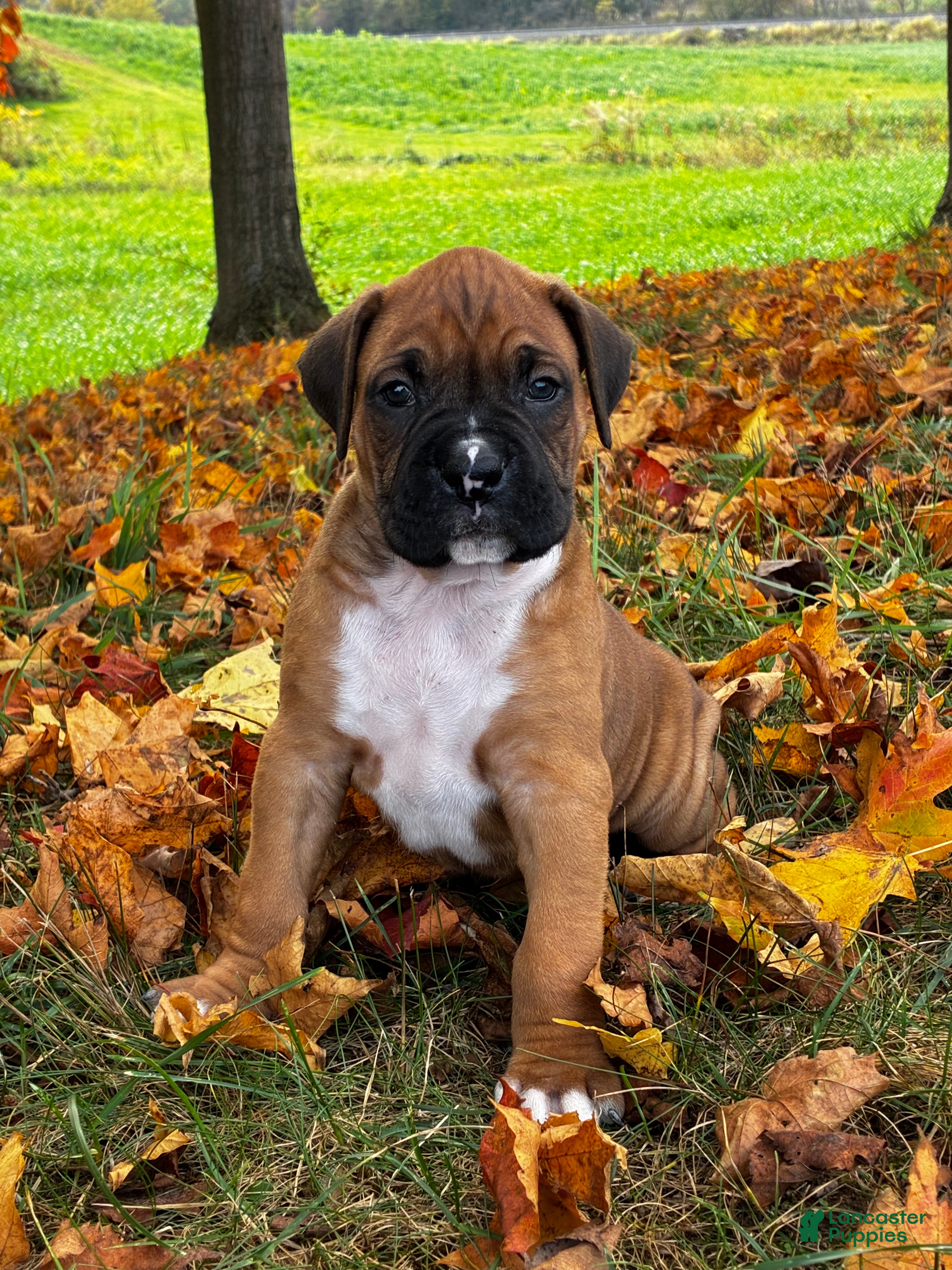 Boxer dogs Jace - Ad 1