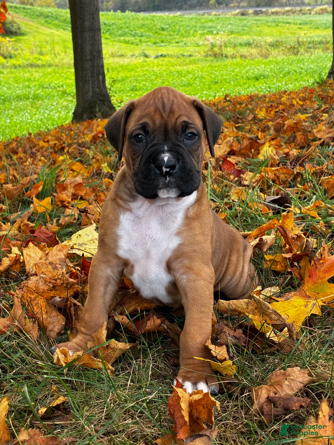 Boxer dogs for sale: Jace - Ad 1