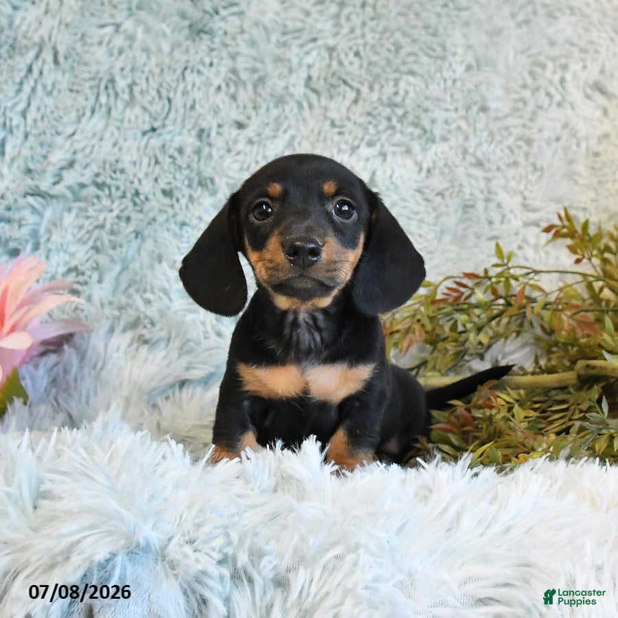 Miniature Dachshund dogs Bear - Ad 1