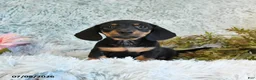 Miniature Dachshund dogs for sale: Bear - Ad 1