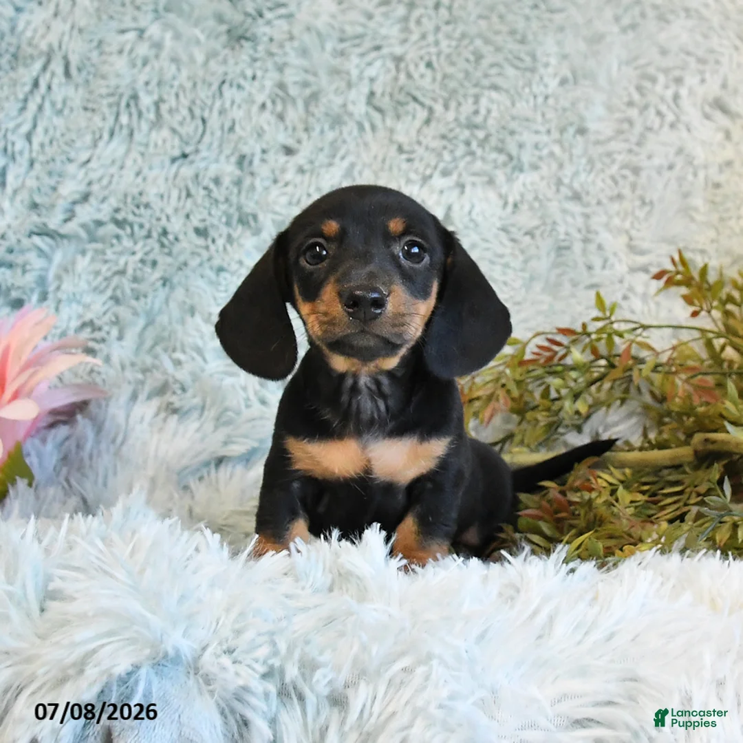 Miniature Dachshund dogs for sale: Bear - Ad 1