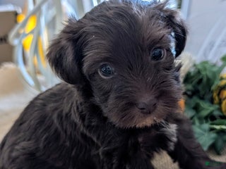 Yorkiepoo dogs Huck - Ad 40