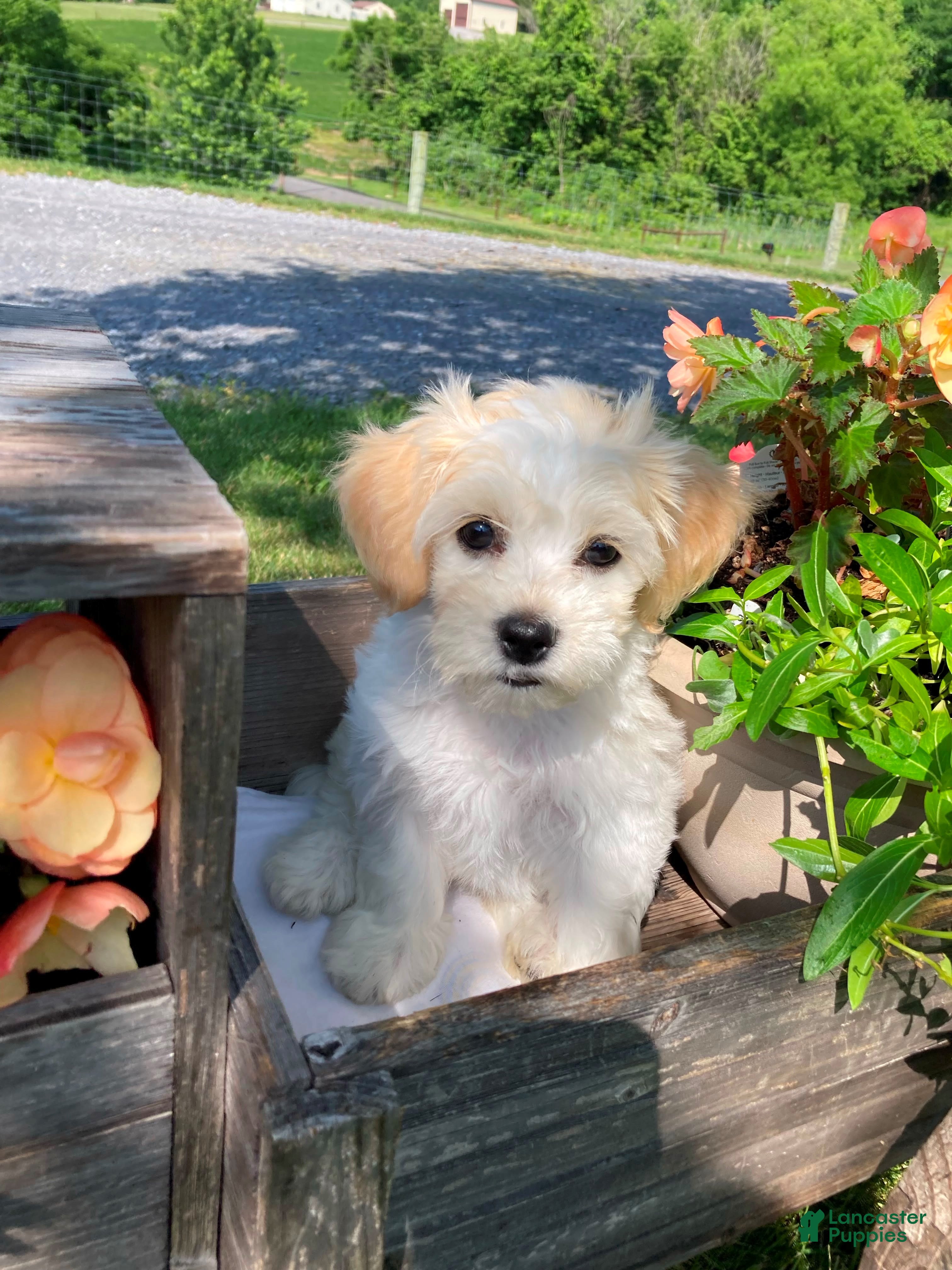 Mixed Breed dogs Willow - Ad 2