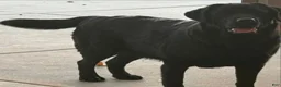 Labrador Retriever dogs for sale: Labrador Retriever 2 - Ad 8