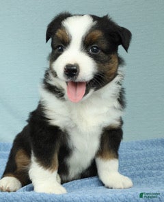 Miniature Australian Shepherd dogs Oakley 🍁 - Ad 2