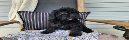 Mini Bernedoodle dogs for sale: Willow - Ad 12