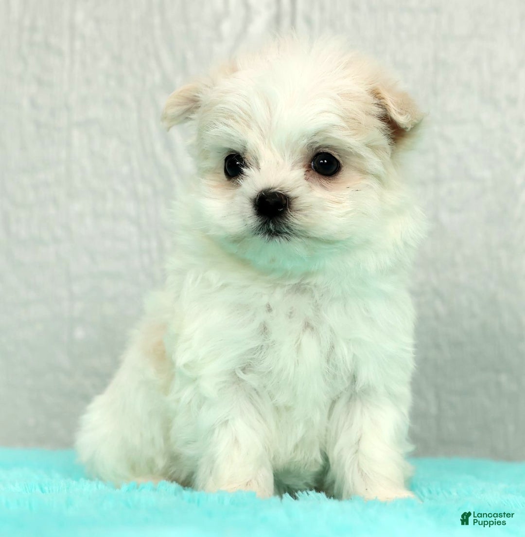 Maltese dogs for sale: Betsy - Ad 2