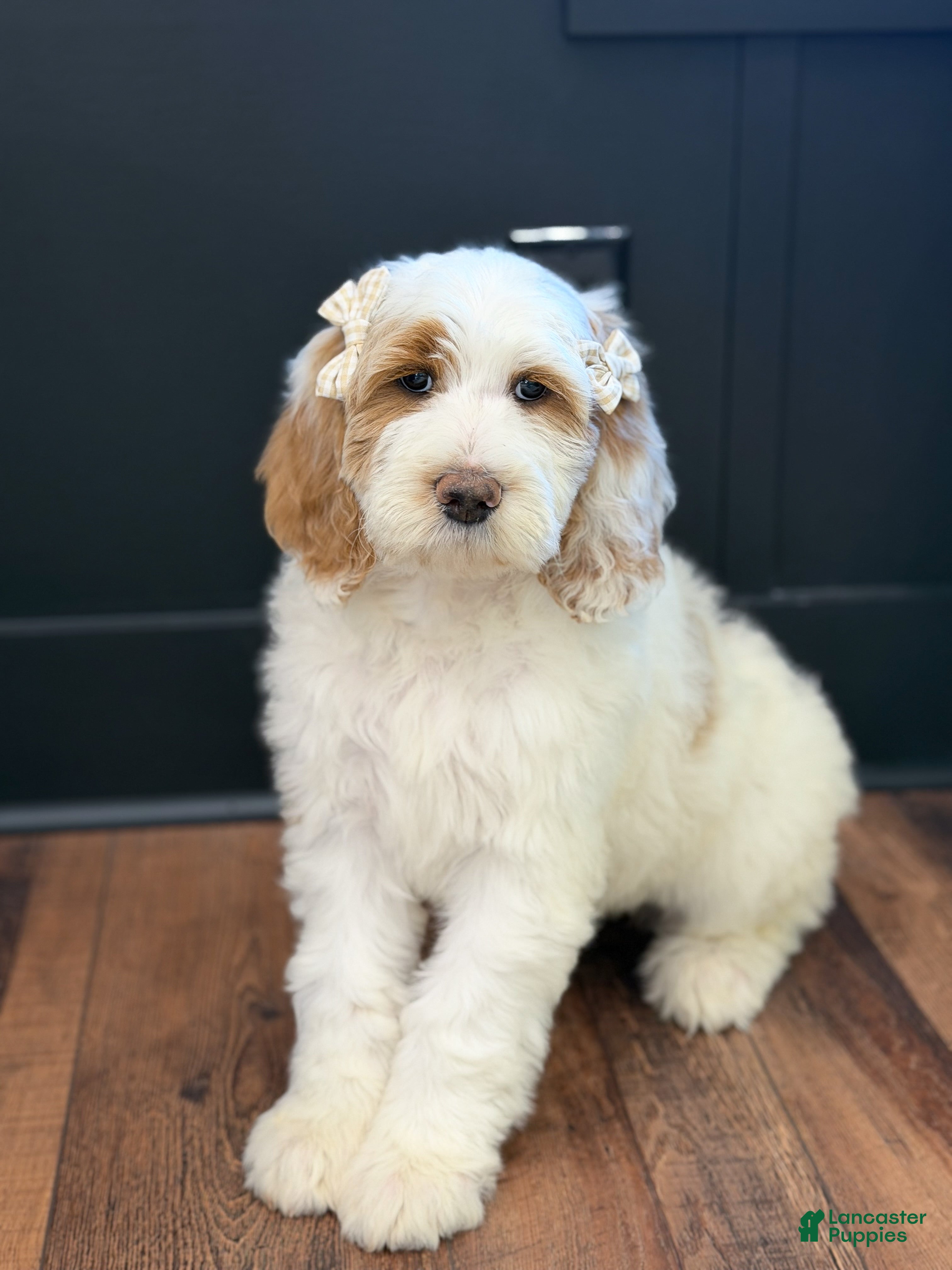 Goldendoodle dogs Amelia  - Ad 1