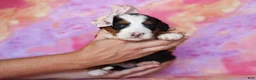 Mini Bernedoodle dogs for sale: Molly - Ad 3