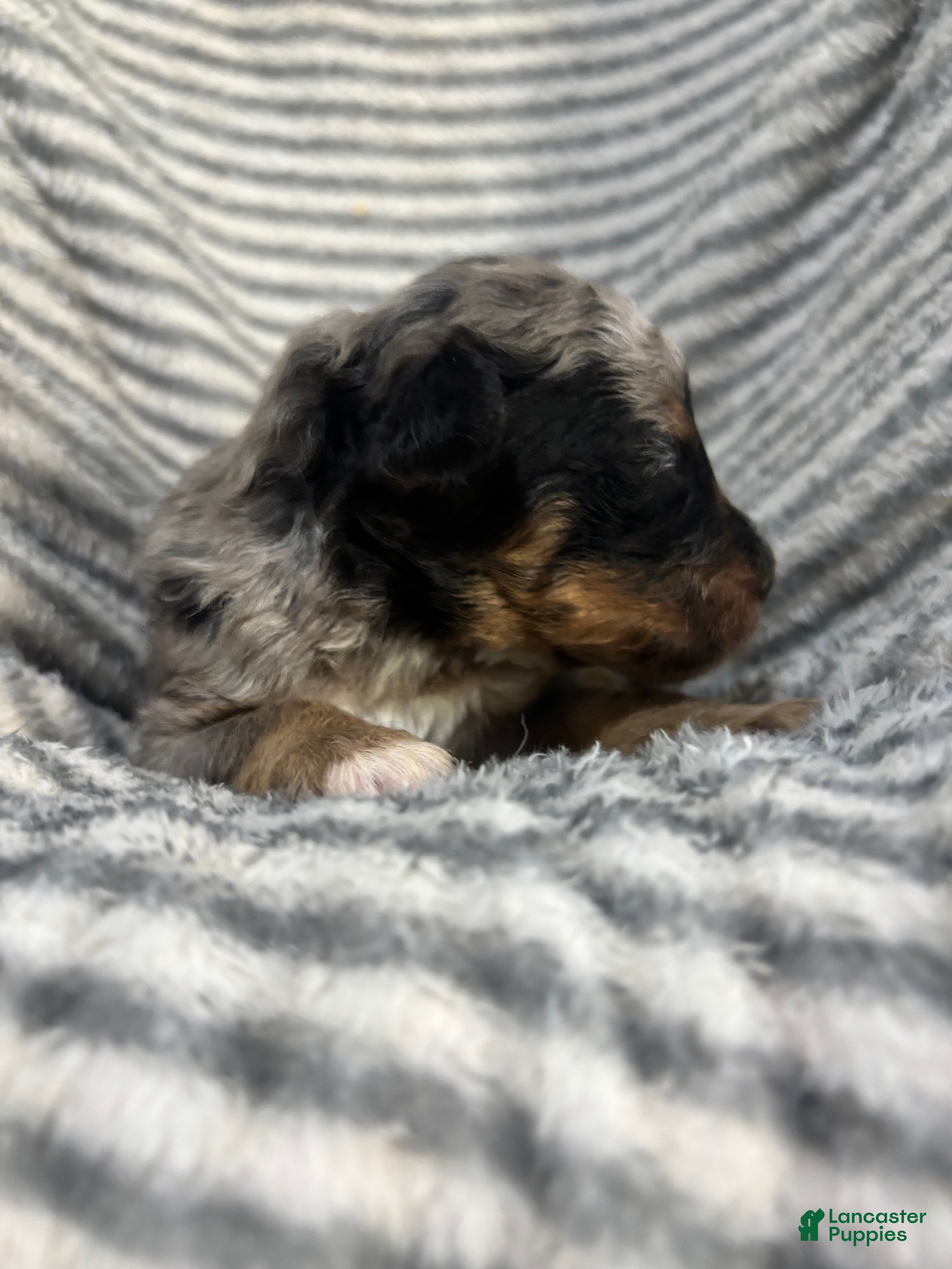 Aussiedoodle dogs Aussiedoodle 3 - Ad 2