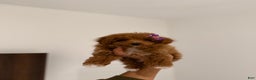 Toy Poodle dogs for sale: Teacup Kimmy - Ad 6