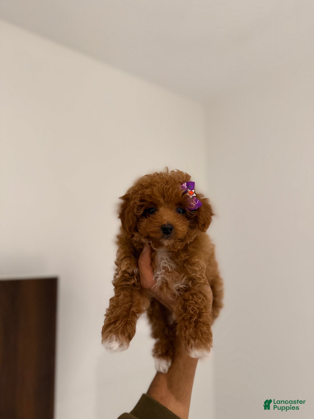 Toy Poodle dogs for sale: Teacup Kimmy - Ad 6