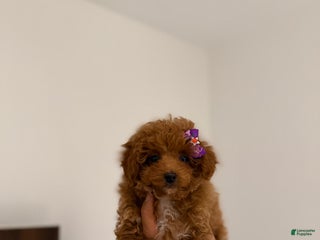 Toy Poodle dogs - Ad 13