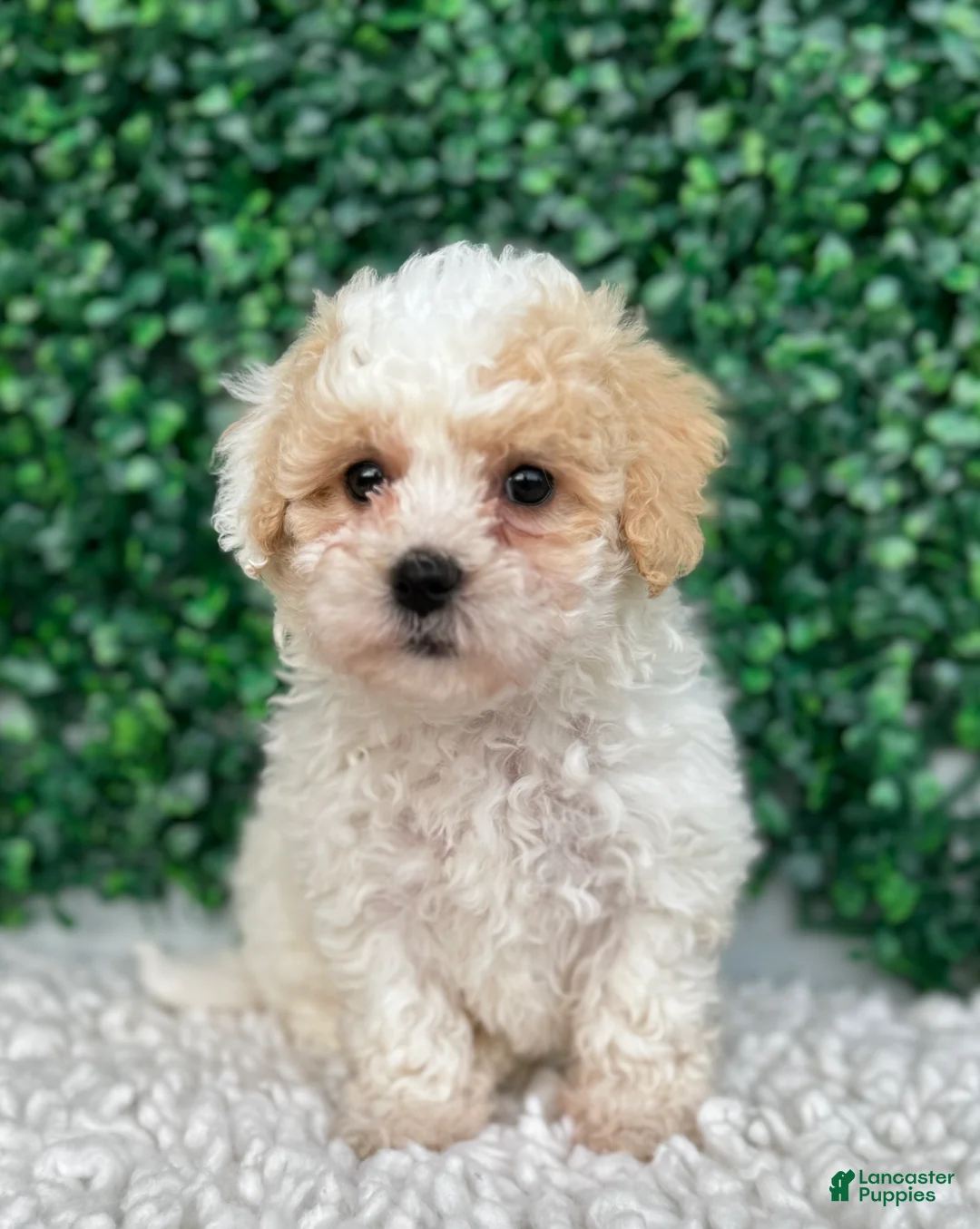 Maltipoo dogs for sale: Lily  - Ad 2