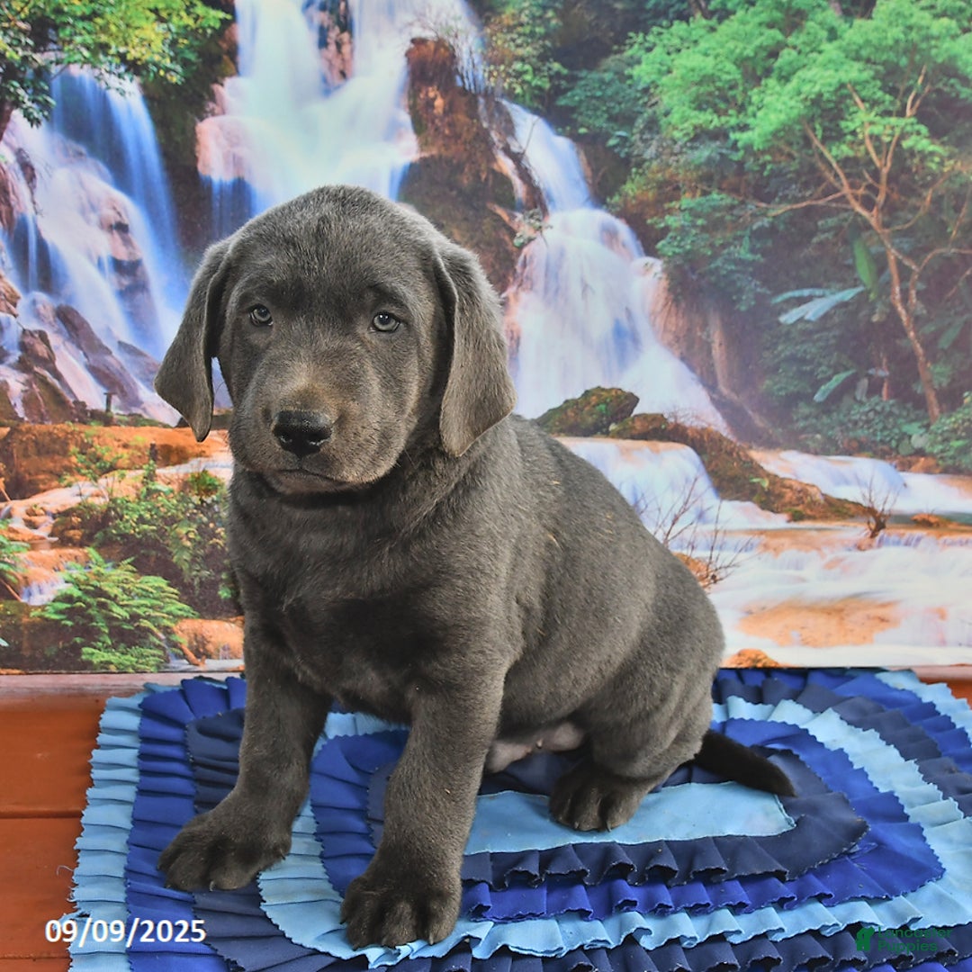 Labrador Retriever dogs for sale: Cash - Ad 19