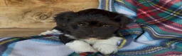Havanese dogs for sale: Axel - Ad 7