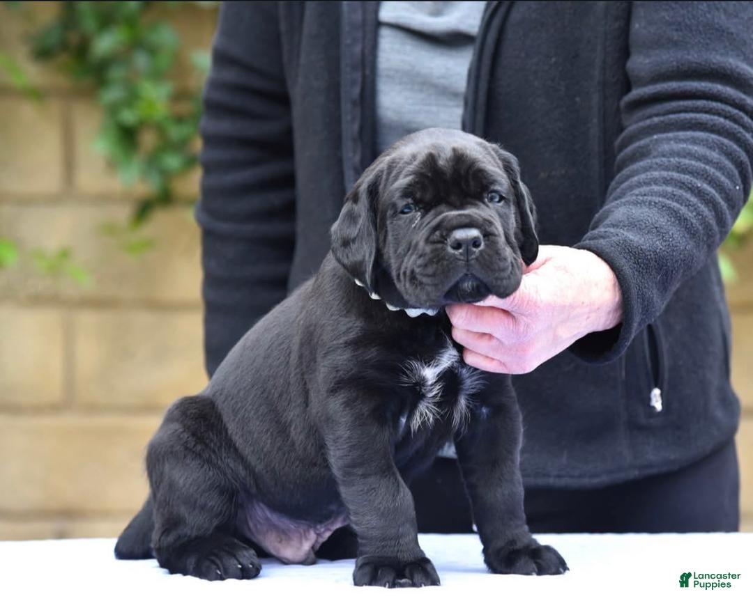 Cane Corso dogs for sale: Rocky - Ad 12