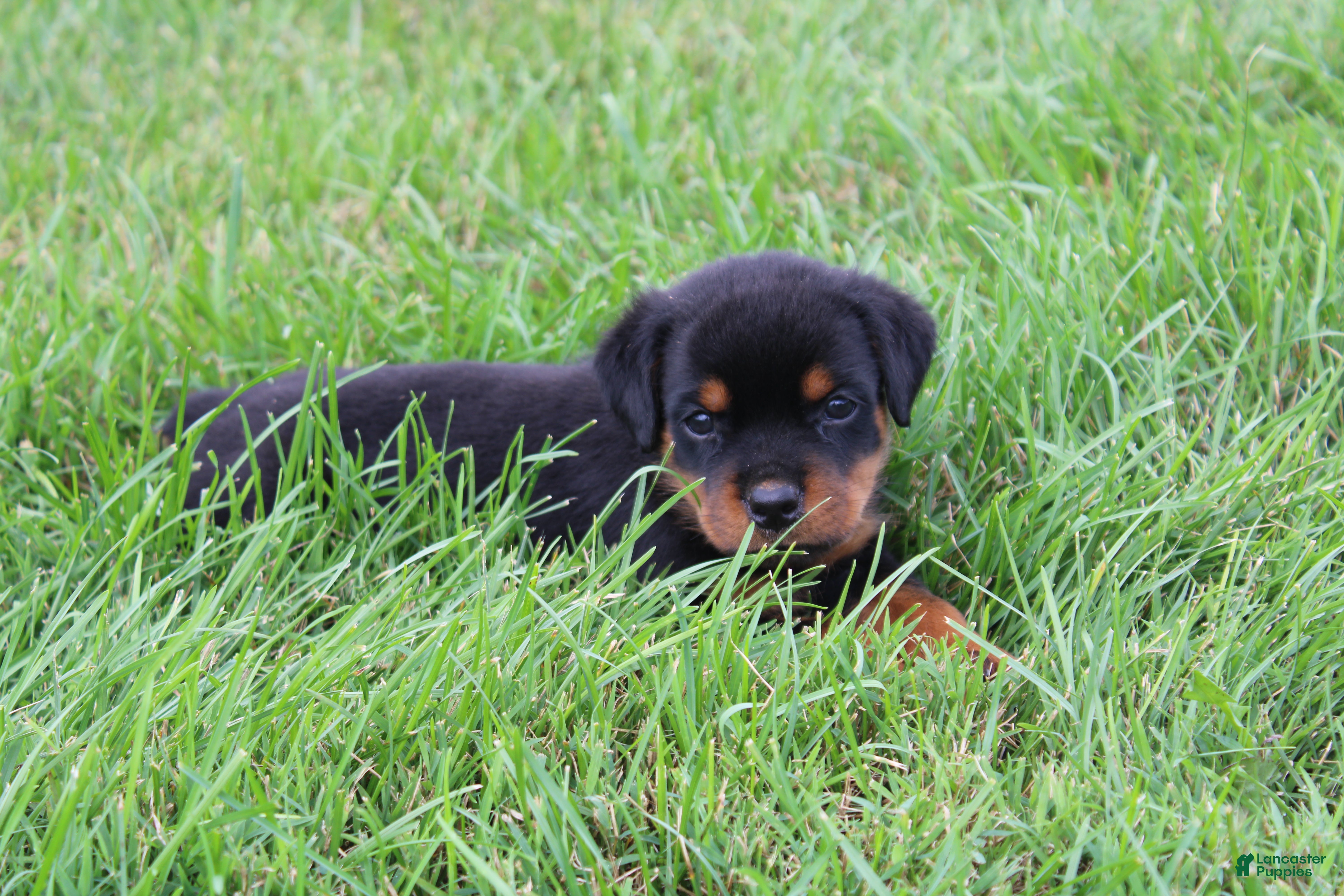 Rottweiler dogs Birkitt - Ad 2