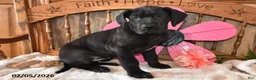 Great Dane dogs for sale: Gloria - Ad 4