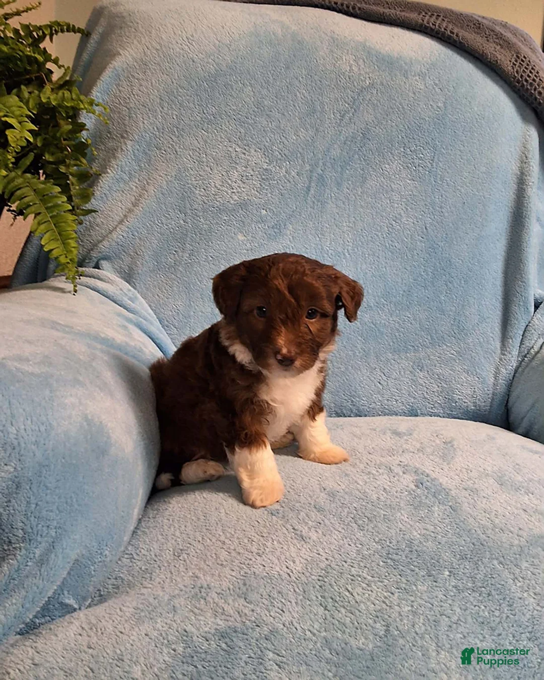 Mini Aussiedoodle dogs for sale: Dallas - Ad 1