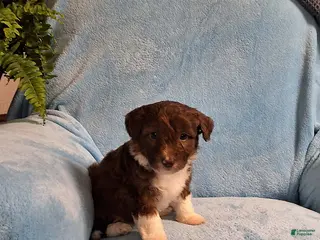 Mini Aussiedoodle dogs for sale: Dallas - Ad 3