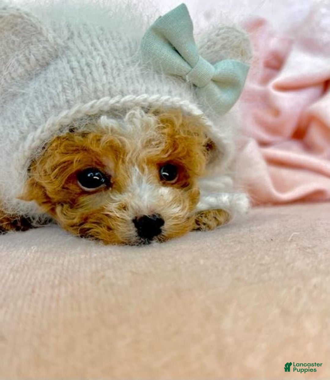 Toy Poodle dogs for sale: Teacup Poodle Puppy  - Ad 3