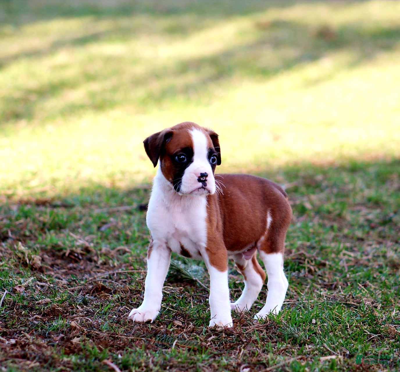 Boxer dogs Anson - Ad 2