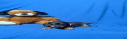Miniature Dachshund dogs for sale: Smooth coat black & tan male AKC  - Ad 5