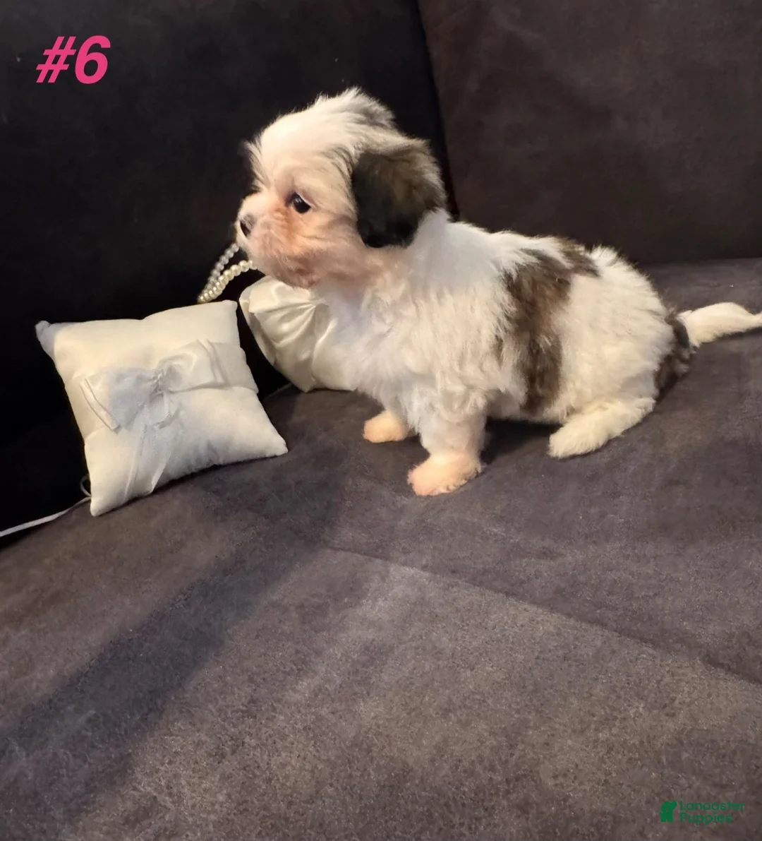 Shih Tzu dogs for sale: Shih Tzu 3 - Ad 2