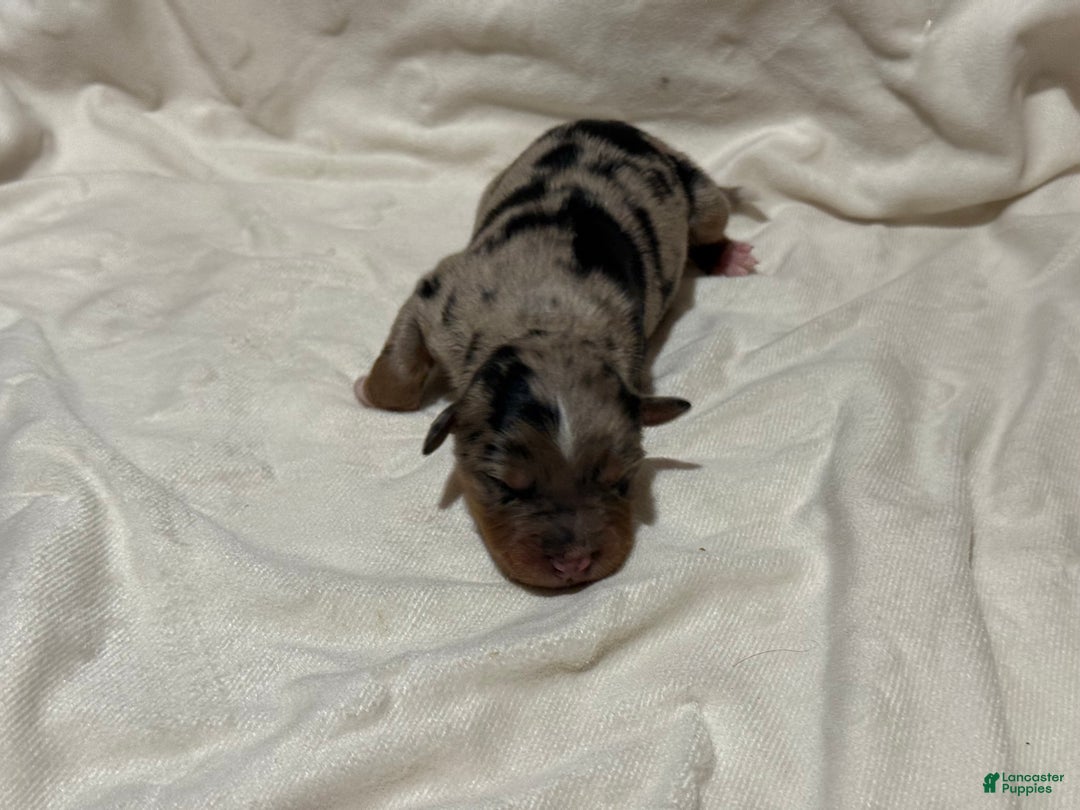 Australian Shepherd dogs for sale: Oak - Ad 1