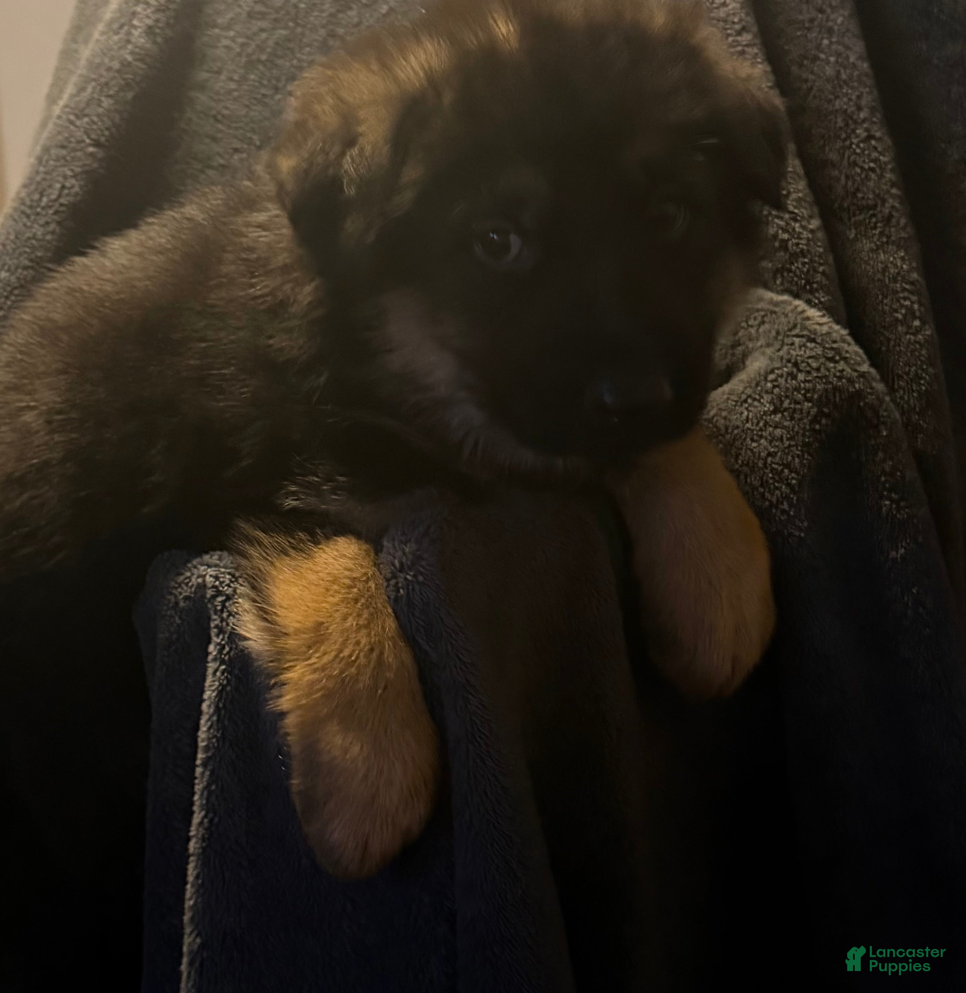German Shepherd dogs German Shepherd Puppy 4 - Ad 9