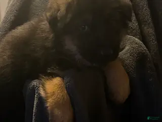 German Shepherd dogs German Shepherd Puppy 4 - Ad 9