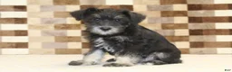 Miniature Schnauzer dogs for sale: Tony - Ad 3