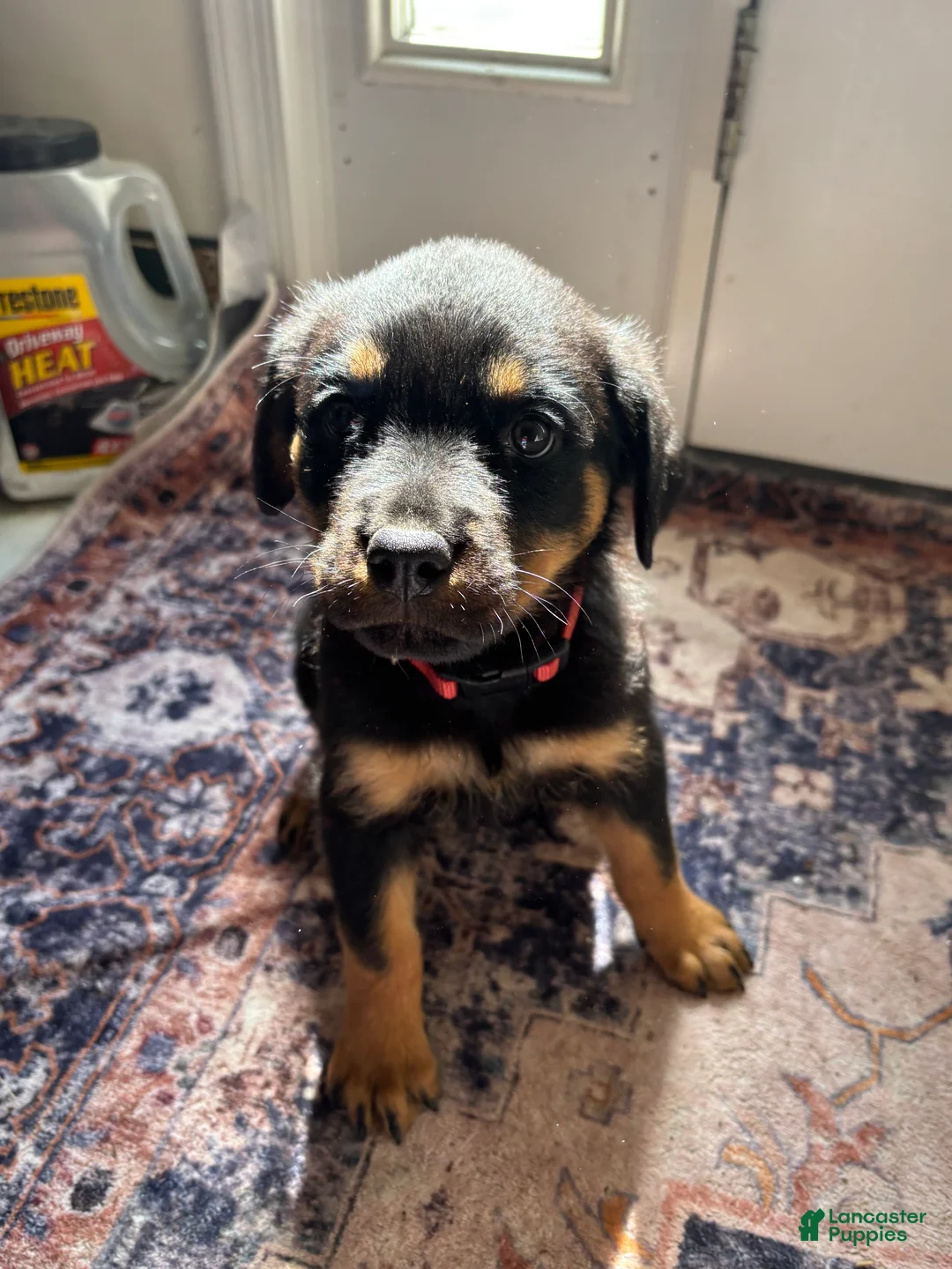 Rottweiler dogs for sale: Purple  - Ad 1
