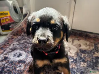 Rottweiler dogs Purple - Ad 32