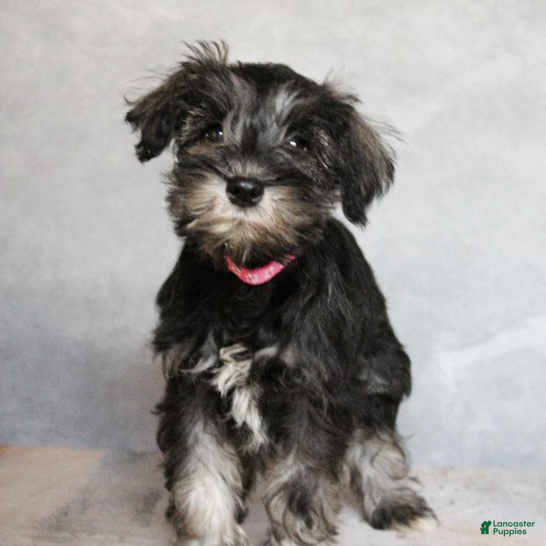 Miniature Schnauzer dogs for sale: Remi - Ad 3