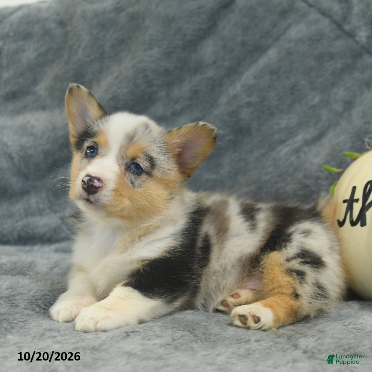 Welsh Corgi Pembroke dogs M n M - Ad 1